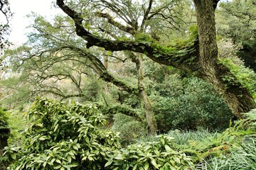 Fototapeta premium Leafy and green gardens in Sintra