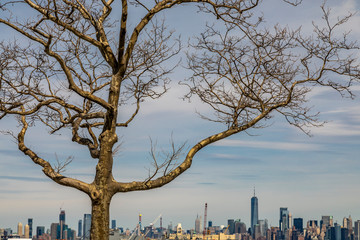 Skyline from Manhattan NYC behind a tree and a river in USA
