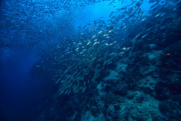 scad jamb under water / sea ecosystem, large school of fish on a blue background, abstract fish alive