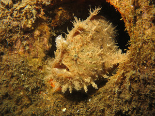 Underwater world - Antennarius hispidus - Shaggy angler (frogfish). Lembeh srait, Indonesia. 