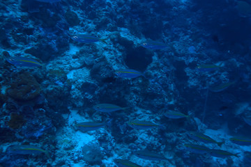 scad jamb under water / sea ecosystem, large school of fish on a blue background, abstract fish alive