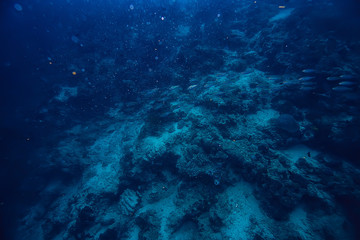 scad jamb under water / sea ecosystem, large school of fish on a blue background, abstract fish alive