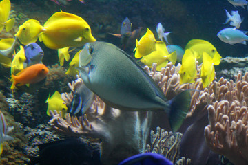 Fototapeta na wymiar Finding Nemo