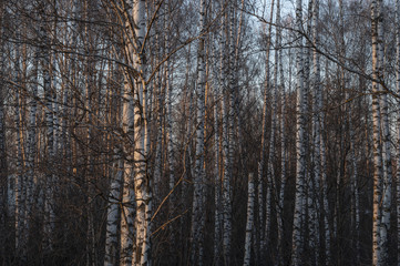 Silver birch trees in the forest in a beautiful warm sunset light. Russia.