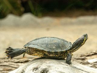 fantastic sea turtle sunbathing on the stone