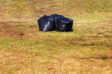 Leaf removal. Black plastic bags with last year's dry leaves on the lawn in the park.