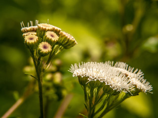 Close up of the crofton weed flower on the way