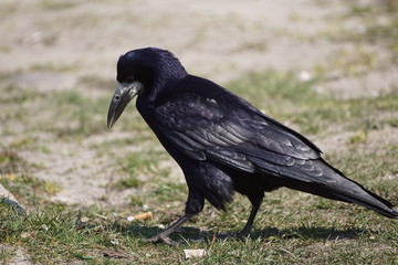 Krók ,czarny ptak ,ptak  © LBanacki