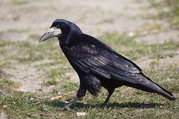 Kruk ,czarny ptak  © LBanacki