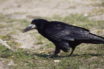 Kruk,ptak,czarny ptak © LBanacki