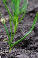 Growing garlic in the garden