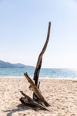 Dry wooden snag on the sea beach
