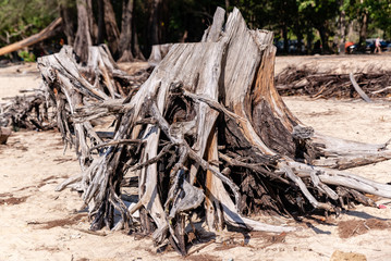 dry uprooted tree stump on the beach