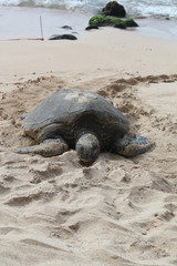 Sea Turtle