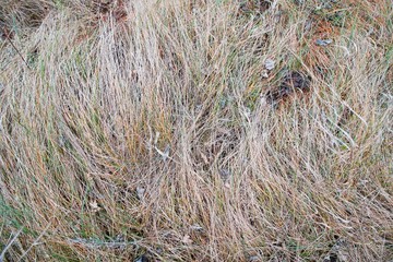 flat lay background of old grey grass in an autumn meadow, seasonal concept texture