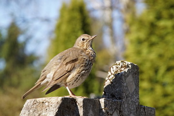 Drozd Śpiewak ,ptak Drozd ,Drozd w pogodny dzień