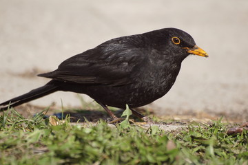 Obraz premium Kos ,ptak kos ,ptak