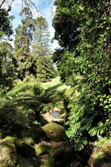 Leafy and green garden with big ferns in Sintra