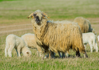 Sheep protecting the newborn's lamb in the middle of a field. Sheep and lamb.