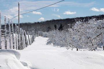 Verger d'hiver à l'Abbaye St-Benoit-Du-Lac, Estrie, Québec Canada