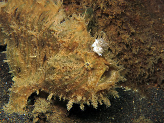 Underwater world - Antennarius hispidus - Shaggy angler (frogfish). Lembeh srait, Indonesia. 