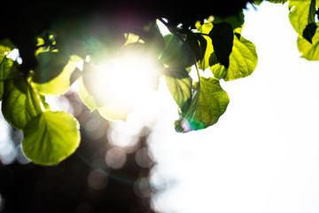 The sun shining through the leafs of a tree in springtime. With a blue sky.