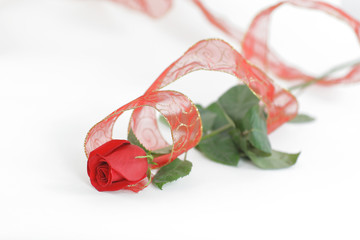 red rose on a white background.photo with copy space