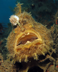 Underwater world - Antennarius hispidus - Shaggy angler (frogfish). Lembeh srait, Indonesia. 