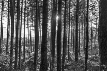 Fototapeta na wymiar Hidden Forest