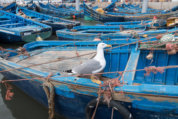 Seagull standing on a typical blue boat in a Essaouira fishing port, Morocco