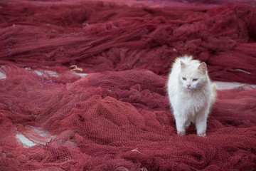 A white stray cat walks on a red fisherman's net.