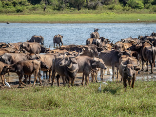 Water buffaloes near the lake in Minneriya National Park in Sri Lanka, March 11, 2019.