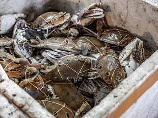 Fresh crabs ready for sell in foam cooling box.