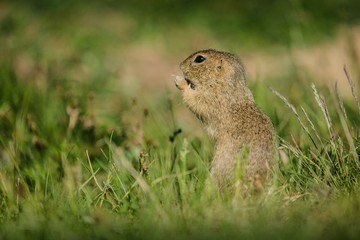 Naklejka na ściany i meble Small european brown ground squirrel standing in green grass and holding and consuming a piece of dry grass, sunny spring day at a prairie, copy space, blurry background