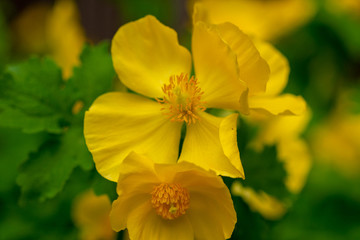 Fototapeta premium Yellow Celandine Poppies in the spring