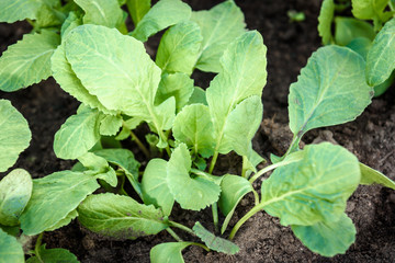 Young radish plant in garden soil.