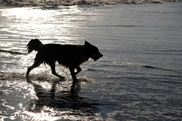 silhouette of dog in the sea