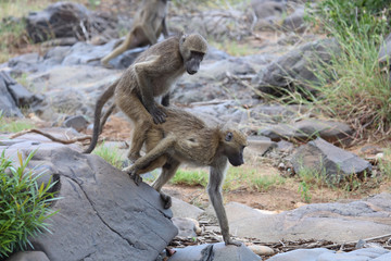 Bärenpavian / Chacma Baboon / Papio ursinus.