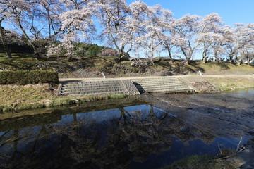 鮎河の千本桜
