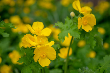 Yellow Celandine Poppies in the spring
