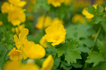 Yellow Celandine Poppies in the spring