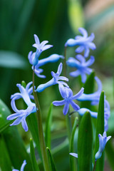 Blooming blue hyacinth on flowerbed