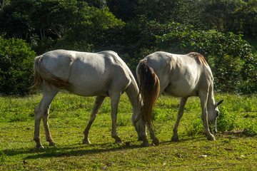 Obraz na płótnie Canvas brazilian horses