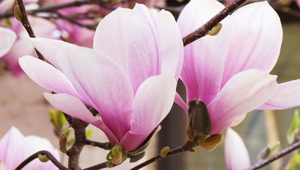 Fototapeta na wymiar Pink magnolia flowers blooming on magnolia tree branches.(Magnolia soulangeana)