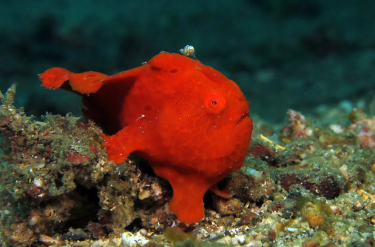 Tropical fish in the ocean. Painted frogfish - Antennarius pictus. Lembeh strait, Indonesia.