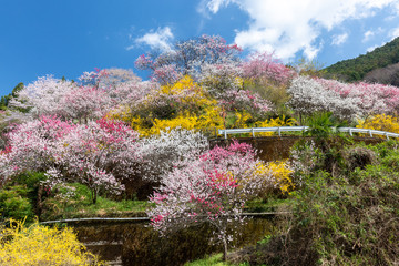 Obraz premium 上久喜の花桃