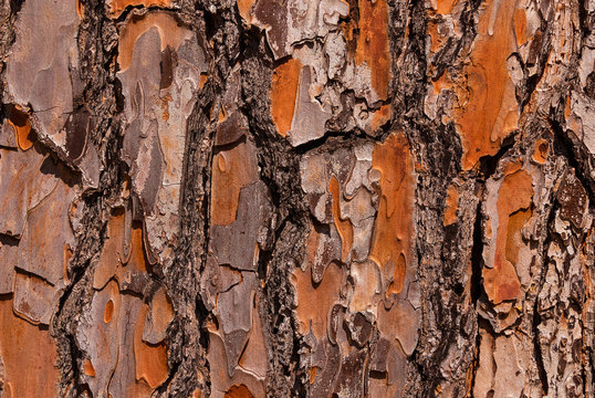 Detail of Maritime Pine bark with rough surface as background