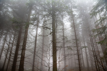 Fototapeta premium Forrest bathing