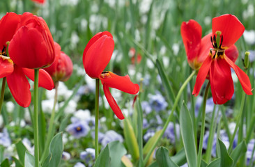 dei bellissimi fiori rossi in un prato verde con altri fiori colorati