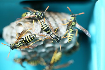 Wespen sind beim Nestbau
